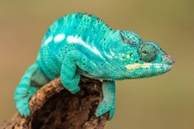 Şaşırtıcı ve nadir bulunan renkli bukalemun sakince bir dala oturmuş. Ve egzotik, ilginç ve ilginç görünüşlü bir hayvan..