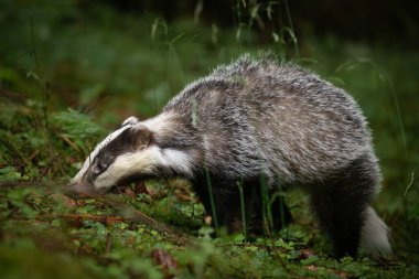 Şüphesiz bir hayvandır, porsuk büyük ve gridir, kısa, tüylü bir kuyruğu, siyah göbeği ve pençeleri ve siyah-beyaz çizgili bir yüzü vardır.