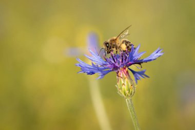 Mor çiçekli bir arı doğa arka planında