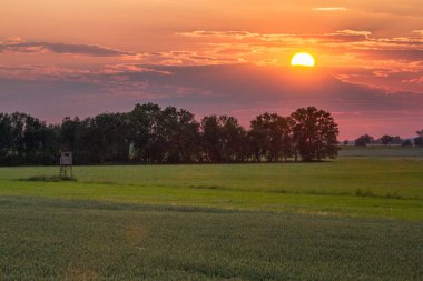 Ağaçlı ve yeşil çimenli bir tarlada gün batımı