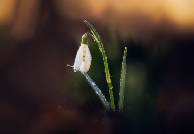 Galanthus veya Kartanesi, narin çiçek, ilkbaharda açan ilk çiçeklerden biri.