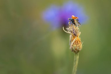 Doğada çiçek açan uğur böceği, kapat.