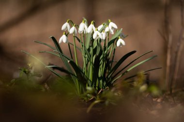 İlkbaharda açan ilk çiçekler arasında, Galanthus veya Kardamlaları, narin çiçekler