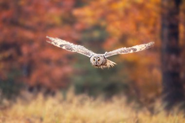 Uçan muhteşem baykuş. Görkemli, sakin ve huzurlu bir kuş, ama tehlikeli bir avcı. Yırtıcı kuş, büyük sarı gözler, pençeler ve gaga..