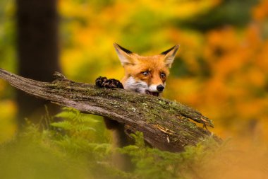 Sonbahar ormanında tatlı kızıl tilki 