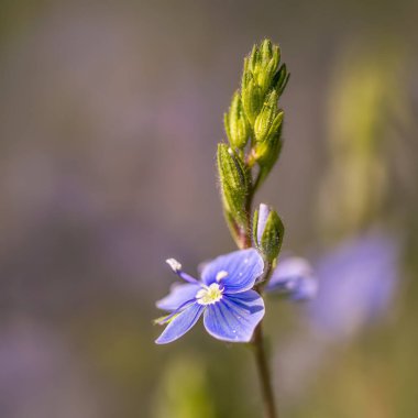 Arkaplanda güzel mavi çiçekler