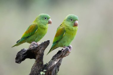 Turuncu çeneli papağan (