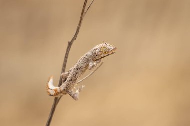 Bitkinin üzerinde oturan küçük kertenkelenin yakın görüntüsü 