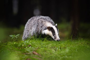 Şüphesiz bir hayvandır, porsuk büyük ve gridir, kısa, tüylü bir kuyruğu, siyah göbeği ve pençeleri ve siyah-beyaz çizgili bir yüzü vardır.