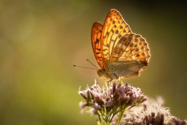 Kelebeğin çiçeğe yakın duruşu, seçici odaklanma