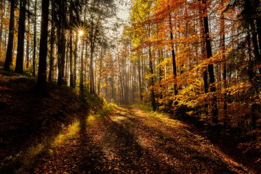 Sonbahar ormanı Güzel bir günbatımında yol