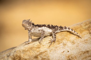 Tehlikeli görünümlü, odaklanmış, güneşli bir günde bir taşın üzerinde duran bir kertenkele. Egzotik hayvan, sıcak çevre.