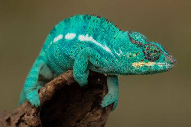 Şaşırtıcı ve nadir bulunan renkli bukalemun sakince bir dala oturmuş. Ve egzotik, ilginç ve ilginç görünüşlü bir hayvan..