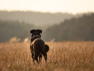 Yeşil arka planda sevimli ve meraklı siyah Labrador. Tatlı köpek, çok arkadaş canlısı, huzurlu ve eğlenceli.