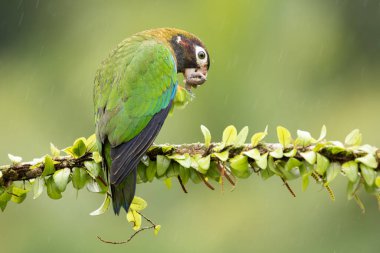 Orta büyüklükte, oldukça tombul tropikal ovalardan oluşan bir papağan..