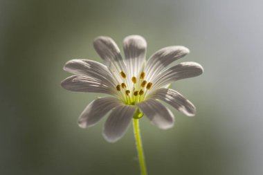 Şaşırtıcı, yumuşak ve rahatlatıcı bahar çiçeği, kırılgan beyaz çiçek 