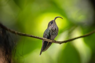 This streaky hummingbird has a remarkably decurved bill like a Velociraptor claw. clipart