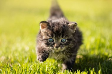 Doğada çimenlerin üzerinde sevimli bir kedi yavrusu.