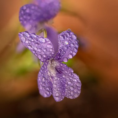 Sabah çiy damlacıklarıyla kaplı narin viyola çiçeklerinin güzel yakın çekimi. Sabah sıcak ışığı, turuncu arka plan. Doğada yalnız çiçekler..