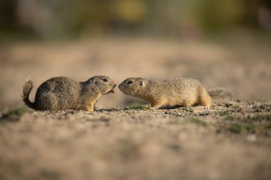 Küçük, hızlı, sevimli ve komik. Yer sincapları genellikle ağaçlar yerine toprağın altında ya da üzerinde yaşar. Kuru bir çayırda küçük ve sevimli sincaplar.