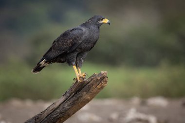 Doğada avlanan kara kartal