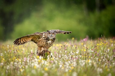 Avrasya kartal baykuşu (bubo bubo), görünümü kapat 