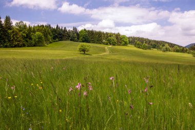 Şaşırtıcı alçak dağ manzarası, otlağı, ağacı ve yolu kaplayan çiçekler, arka planda orman, mavi gökyüzü ve beyaz bulutlar.