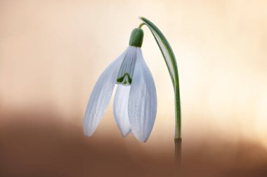 Galanthus veya Kartanesi, narin çiçek, ilkbaharda açan ilk çiçeklerden biri.