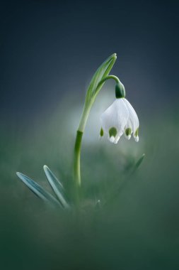 Galanthus veya Kartanesi, narin çiçek, ilkbaharda açan ilk çiçeklerden biri.