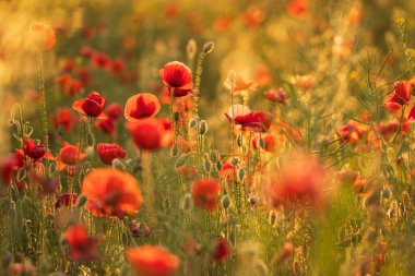 Haşhaş tarlasında gün batımı. İnanılmaz yumuşak ışık çiçek açan kırmızı gelincik çiçekleriyle çok romantik bir sahne yaratıyor.