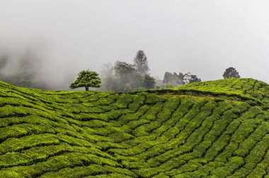 Harika çay tarlası manzarası. Ufuktaki sis. Ağaçlar ve ev. Tipik doğal manzara Malezya, Asya 'dan. Popüler seyahat hedefi.