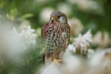 The common kestrel (Falco tinnunculus) is a bird of prey species belonging to the kestrel group of the falcon family Falconidae.  clipart