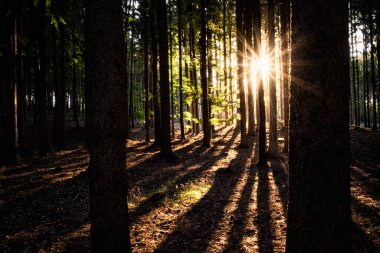 Sabahın erken saatlerinde ormanda. Yeşil rengin, güneş ışığının ve temiz havanın şaşırtıcı tonları. Huzurlu ve rahatlatıcı bir sahne..