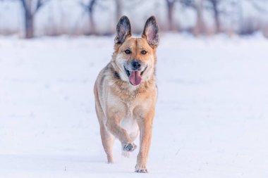 Sarı renkli köpek mevsimin ilk karının tadını çıkarıyor. Koşuyor, zıplıyor, bakıyor. 