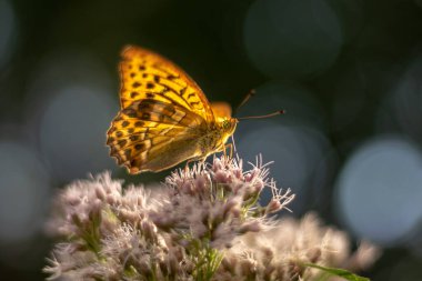 Bir çiçeğin üzerinde izole edilmiş bir kelebek oturuyor. Tipik bahar manzarası. Sıcak öğleden sonra