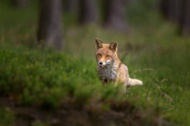 Kızıl Tilki (Vulpes vulpes) sabırla karanlık ormanda avını bekliyor. Güzel memeli, etobur takımının en yaygın üyelerinden biri..