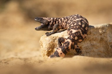 Kum üzerinde inanılmaz bir sürüngen. Güzel ve tehlikeli bir hayvan, tipik sıcak ve kuru yerler için. Siyah ve pembe.