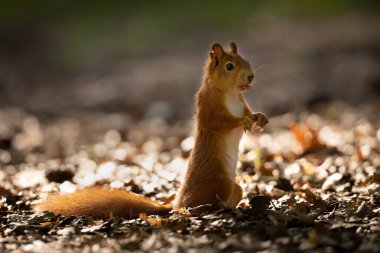 Sıcak bir sabah ışığında doğal bir parkta sevimli, genç, kırmızı bir sincap. Çok sevimli bir hayvan, çevresiyle ilgili ilginç, renkli, komik görünümlü..