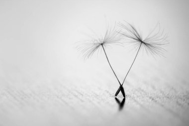 Gri arkaplanda karahindiba tohumlarını kapat.