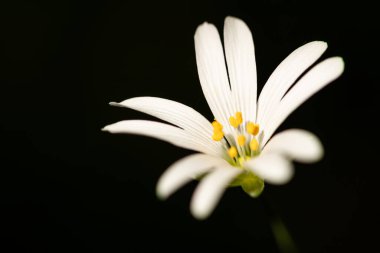 Şaşırtıcı, yumuşak ve rahatlatıcı bahar çiçeği, siyah arka planda narin beyaz çiçek. Çok taze ve göz kamaştırıcı. Güzel vahşi yaşam çiçeği, detaylı makro, yakın plan fotoğraf. Baharın gerçek sembolü.