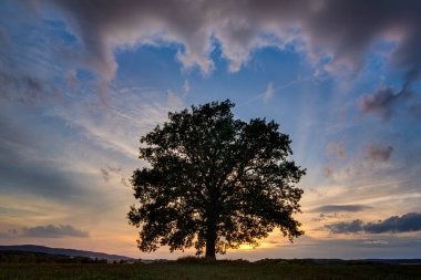 Bulutların arasında parlayan güneşli bir ağaç