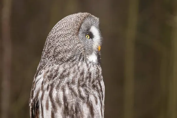 stock image The great grey owl (Strix nebulosa) is an owl, which is the world's largest species of owl by length. In some areas it is also called the Phantom of the North.