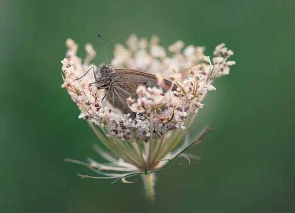 stock image A small butterfly hiding in a flower on spring meadow. Clear green background and pleasant tones of the spring. Detailed close up photo. Peaceful and relaxing.