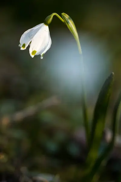 stock image Galanthus or Snowdrop,delicate flower, among the first to blossom in the spring