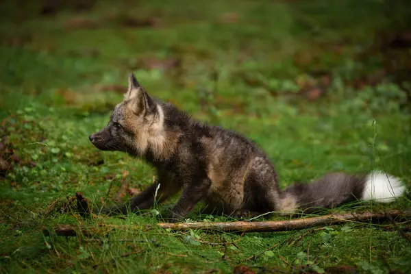 stock image Young fox with grey fur plays in a green forest, blending into the lush surroundings. It pauses, alert and curious, capturing the essence of youthful energy and natural beauty.