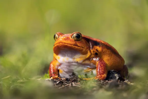 stock image False tomato frog (Dyscophus guineti) is endemic to Madagascar.