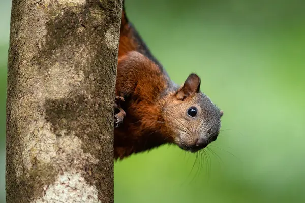 stock image A curious squirrel looking down from behind of a tree. Funny, quick and cute. Green background, brown fur, black eyes. 