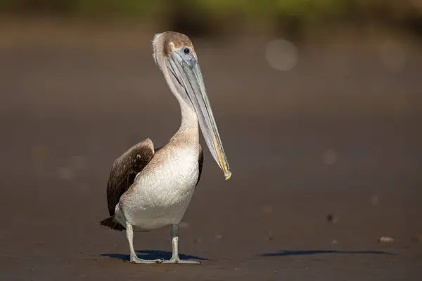 stock image Brown Pelican / Pelecanus occidentalis on a shore of a river in exotic Costa Rica. Amazing bird, interesting to watch in wildlife.