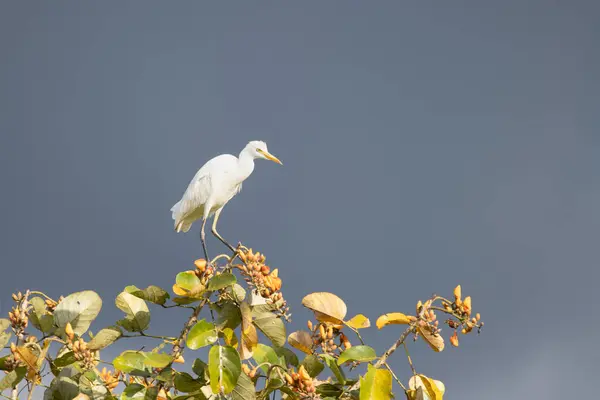 stock image The great egret (Ardea alba), also known as the common egret, large egret