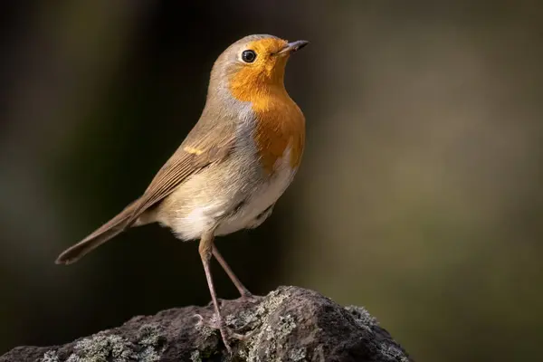 Stock image European robin, typical bird for most of the Europe. Very common, beautiful and curious. Belongs to Old World flycatcher family. Wildlife photo, typical environment.